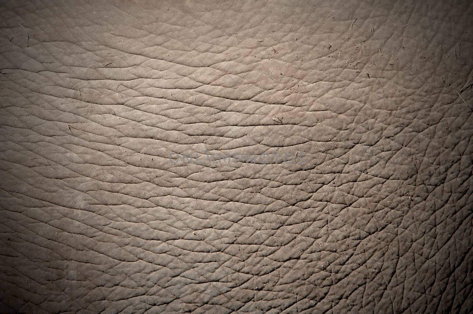 elephant skin