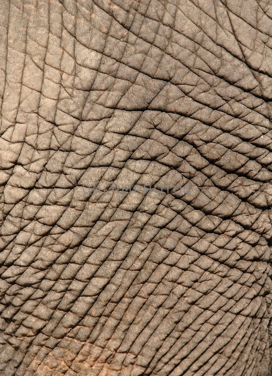 elephant skin