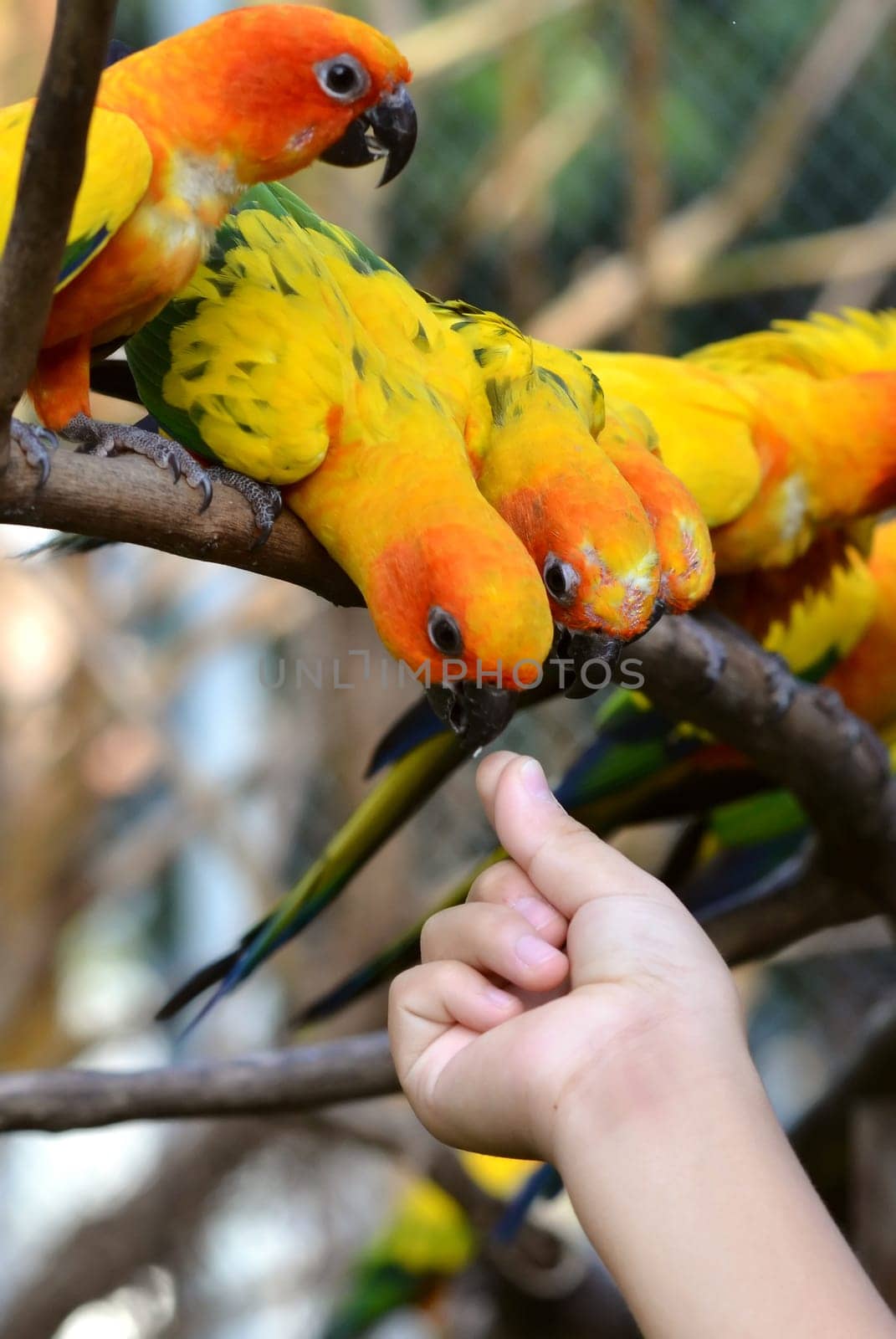 Sun Conure Parrot on a Tree Branch