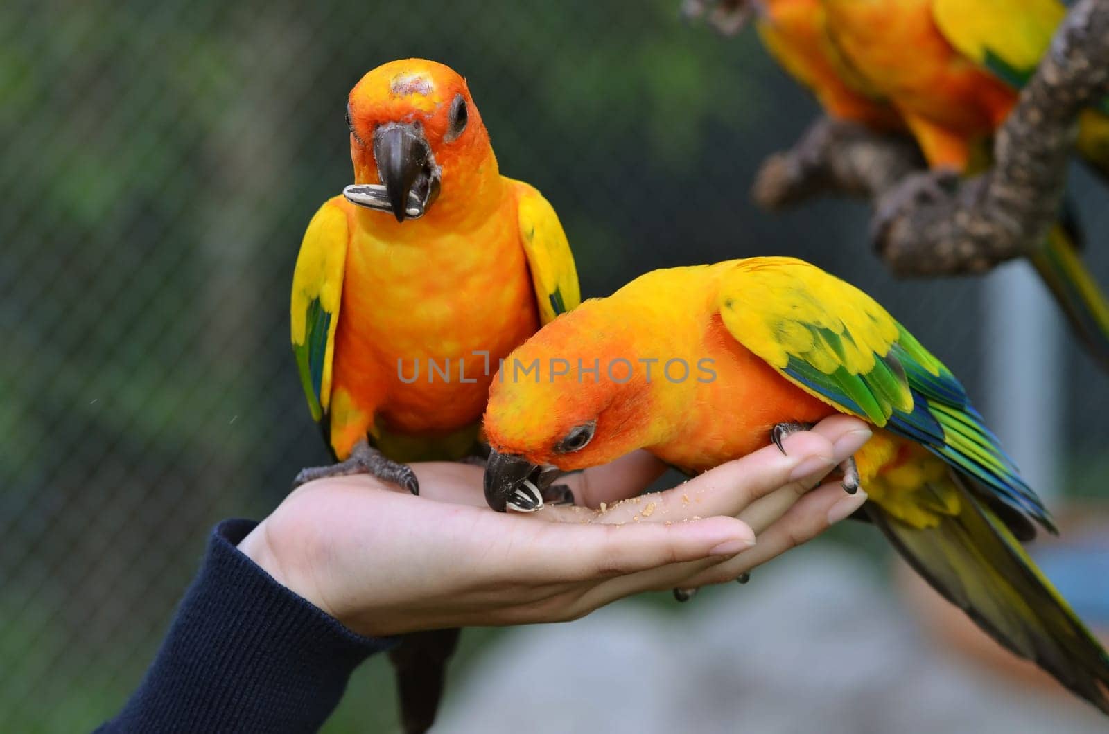Sun Conure Parrot on a Tree Branch