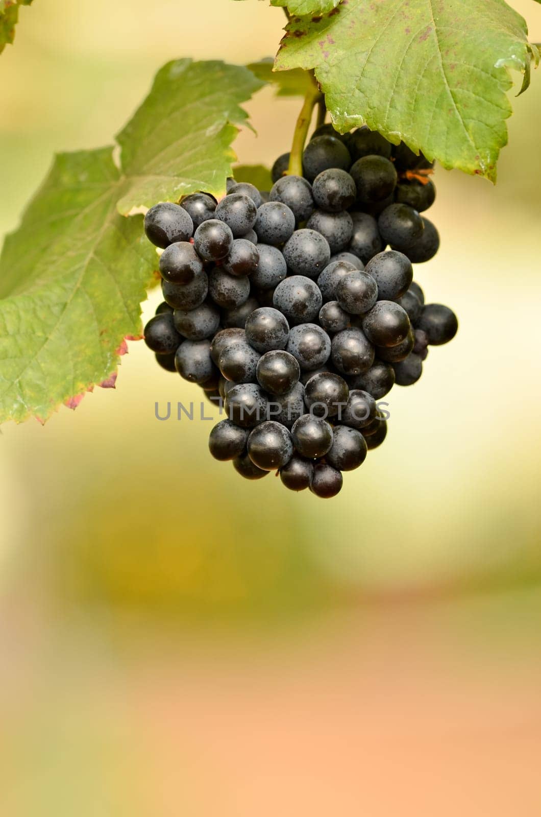 grapes on the vine ready for harvest