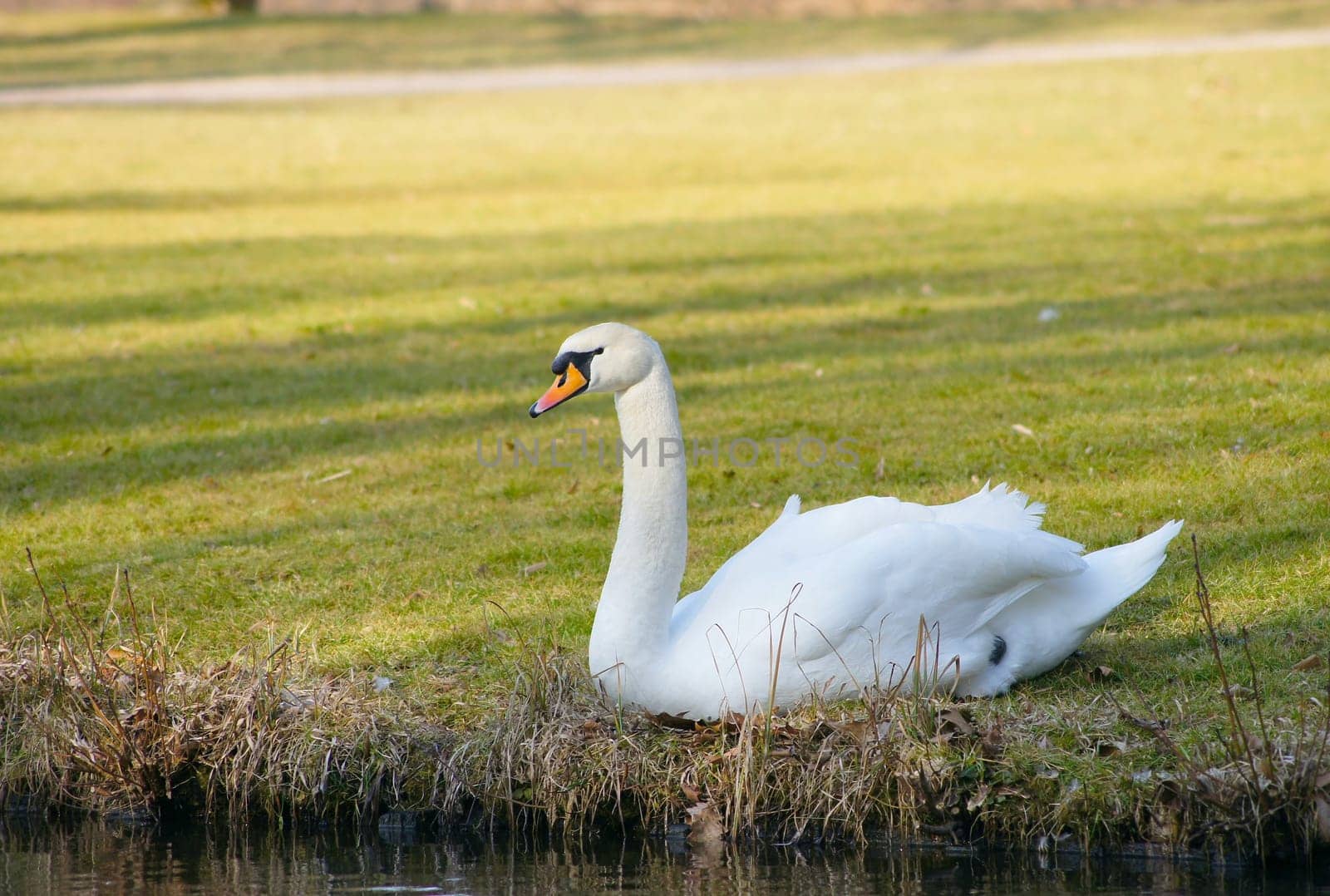 Swan in the grass