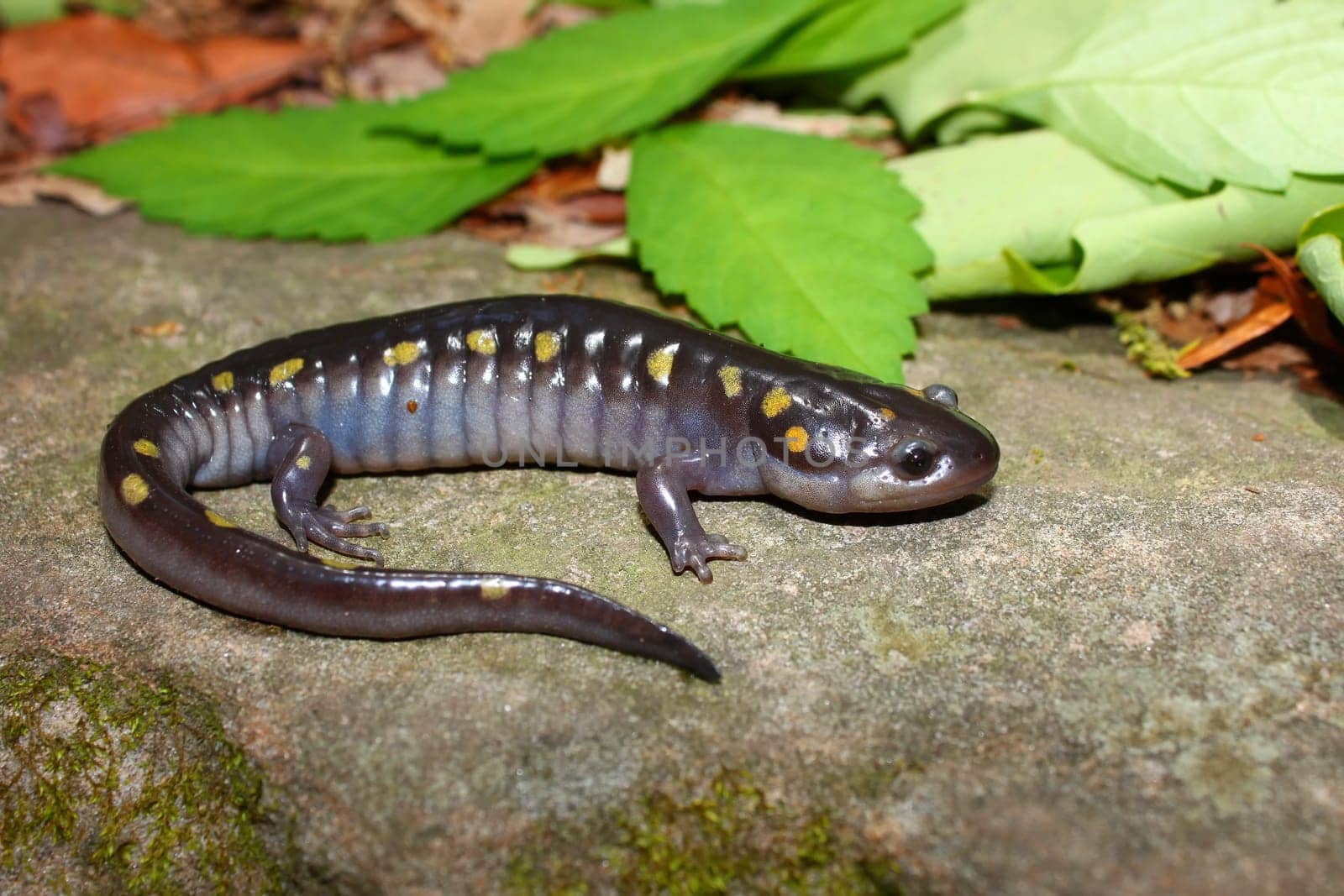 A Spotted Salamander (Ambystoma maculatum) at Monte Sano State Park, Alabama