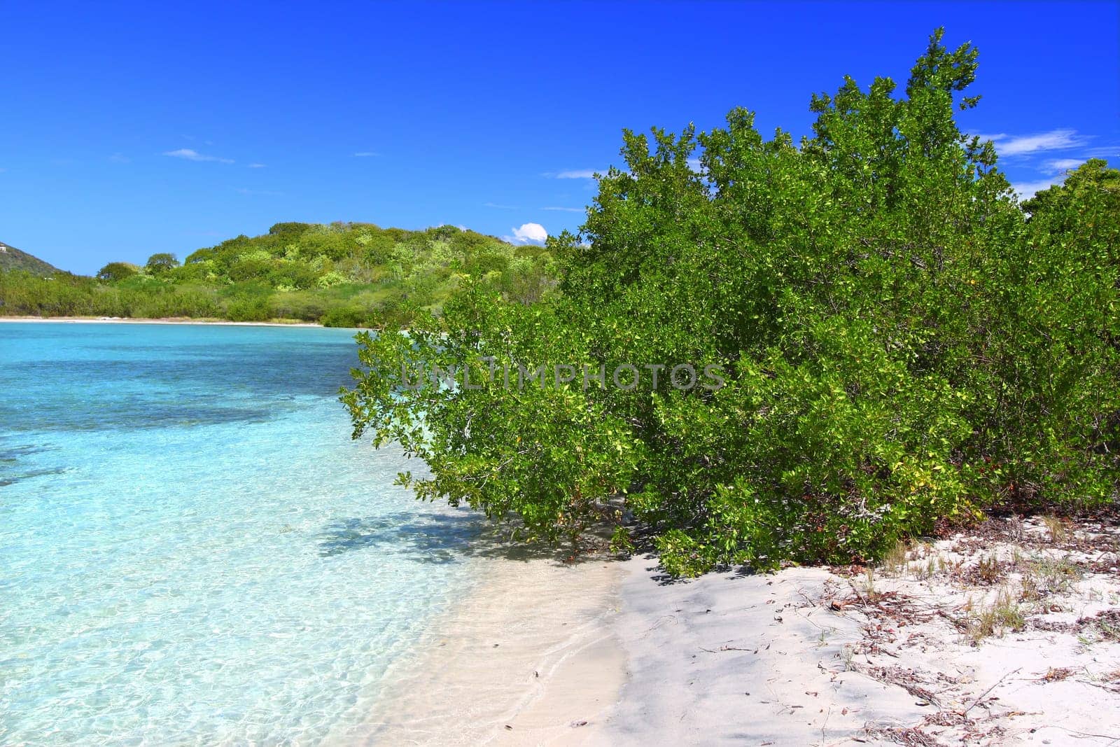 Tropical vegetation along a picturesque beach in the British Virgin Islands.