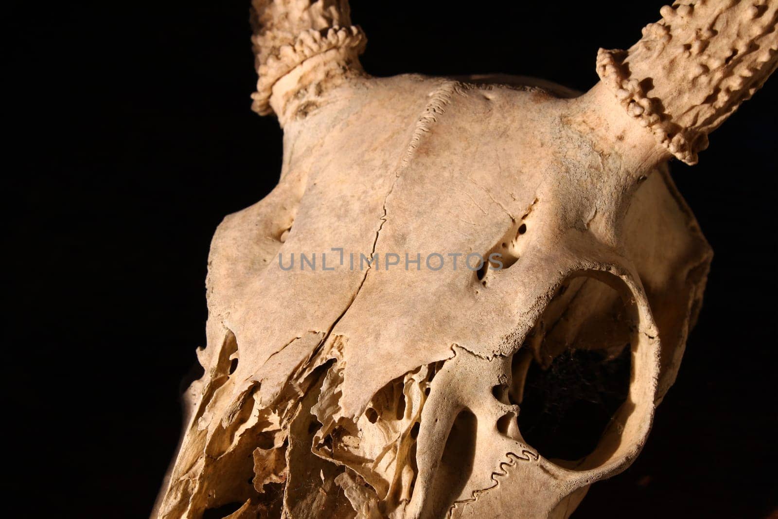 A Menacing Deer Skull against the darkness of night.