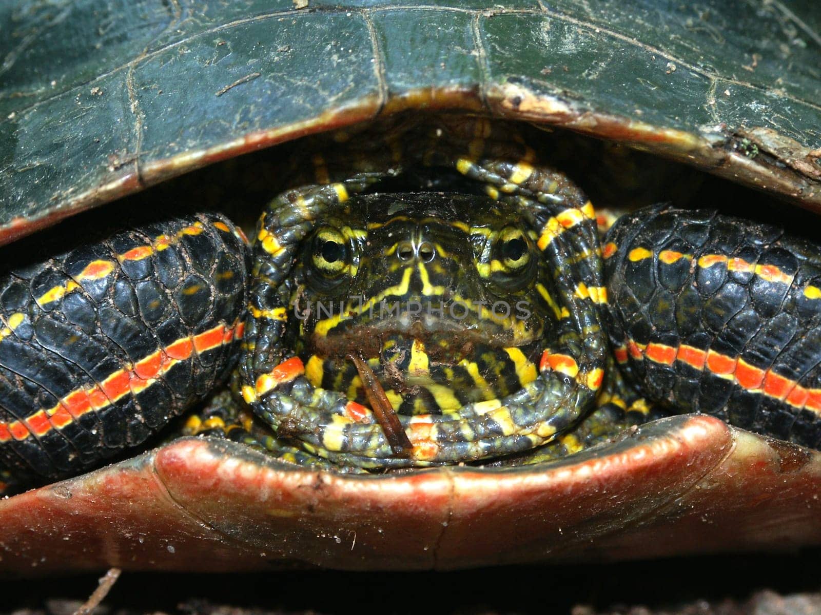 A Disgruntled Painted Turtle (Chrysemys picta) in northwoods Wisconsin.