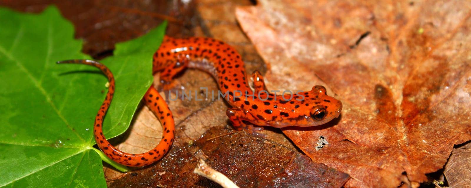 Cave Salamander (Eurycea lucifuga) at Monte Sano State Park - Alabama.