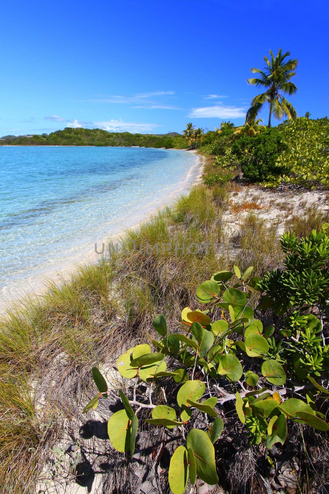 Tropical vegetation along a picturesque beach in the British Virgin Islands.
