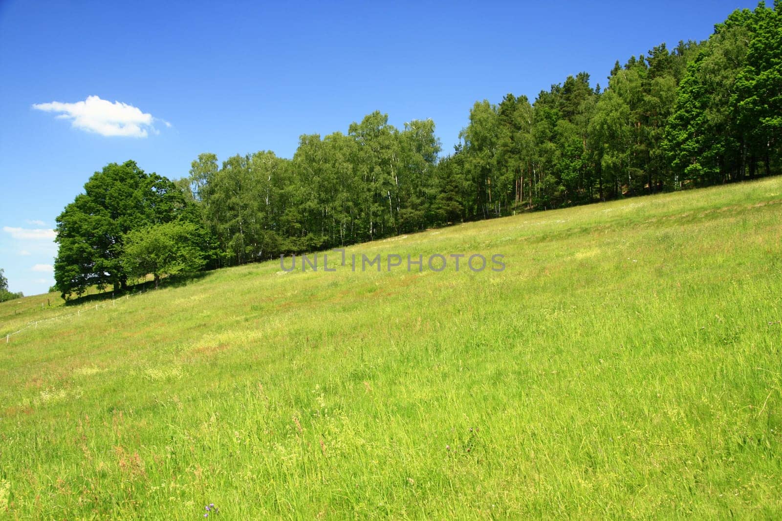 Landscape in Saxony with meadow,forest and blue sky