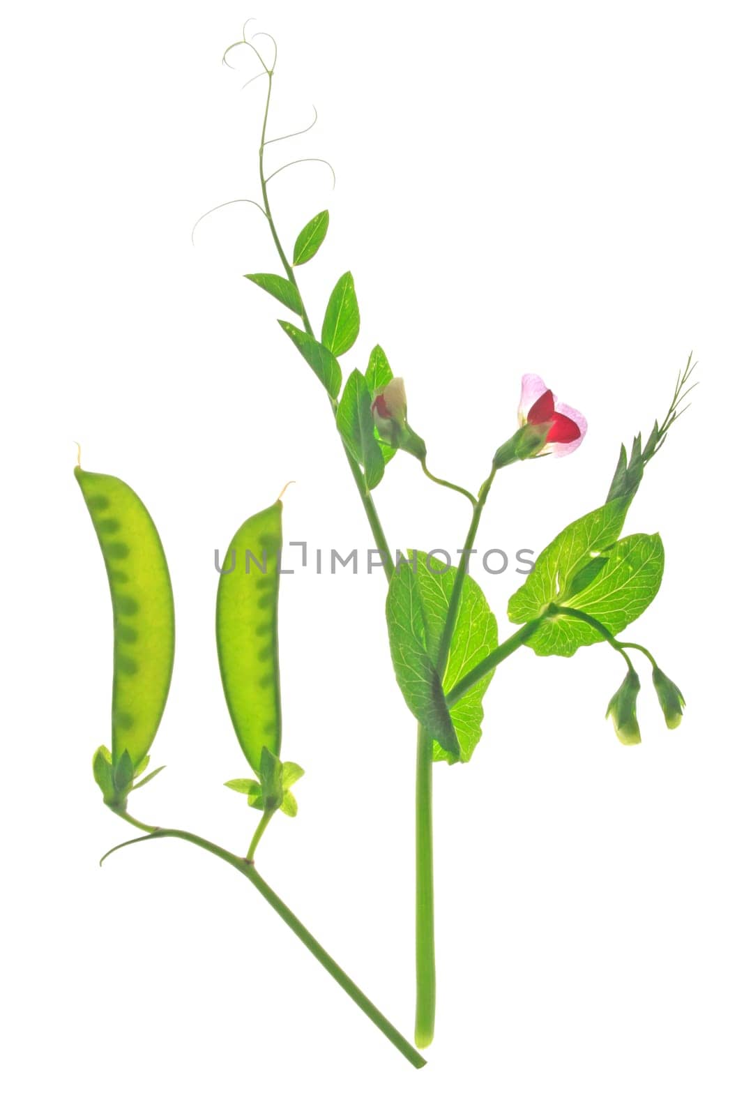 Flowering sugar snap pea or kefe (Pisum sativum) with pod and tendrils isolated against white background