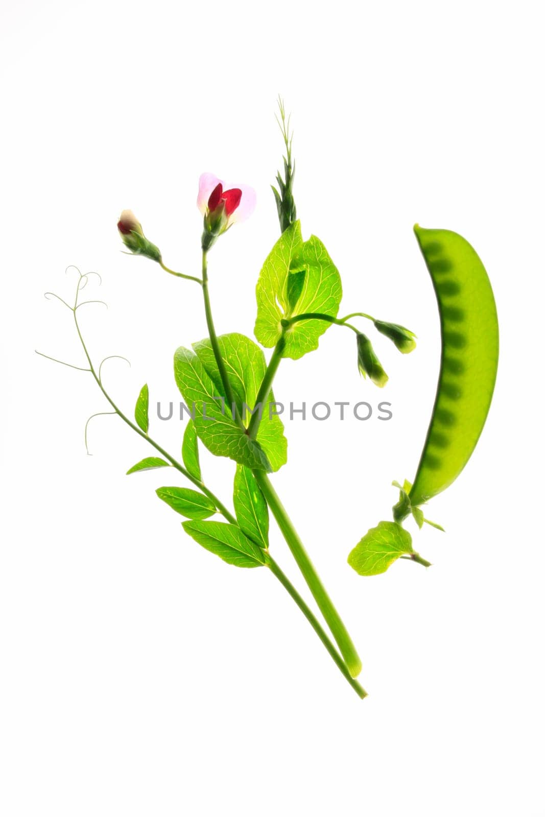 Flowering sugar snap pea or kefe (Pisum sativum) with pod and tendrils isolated against white background