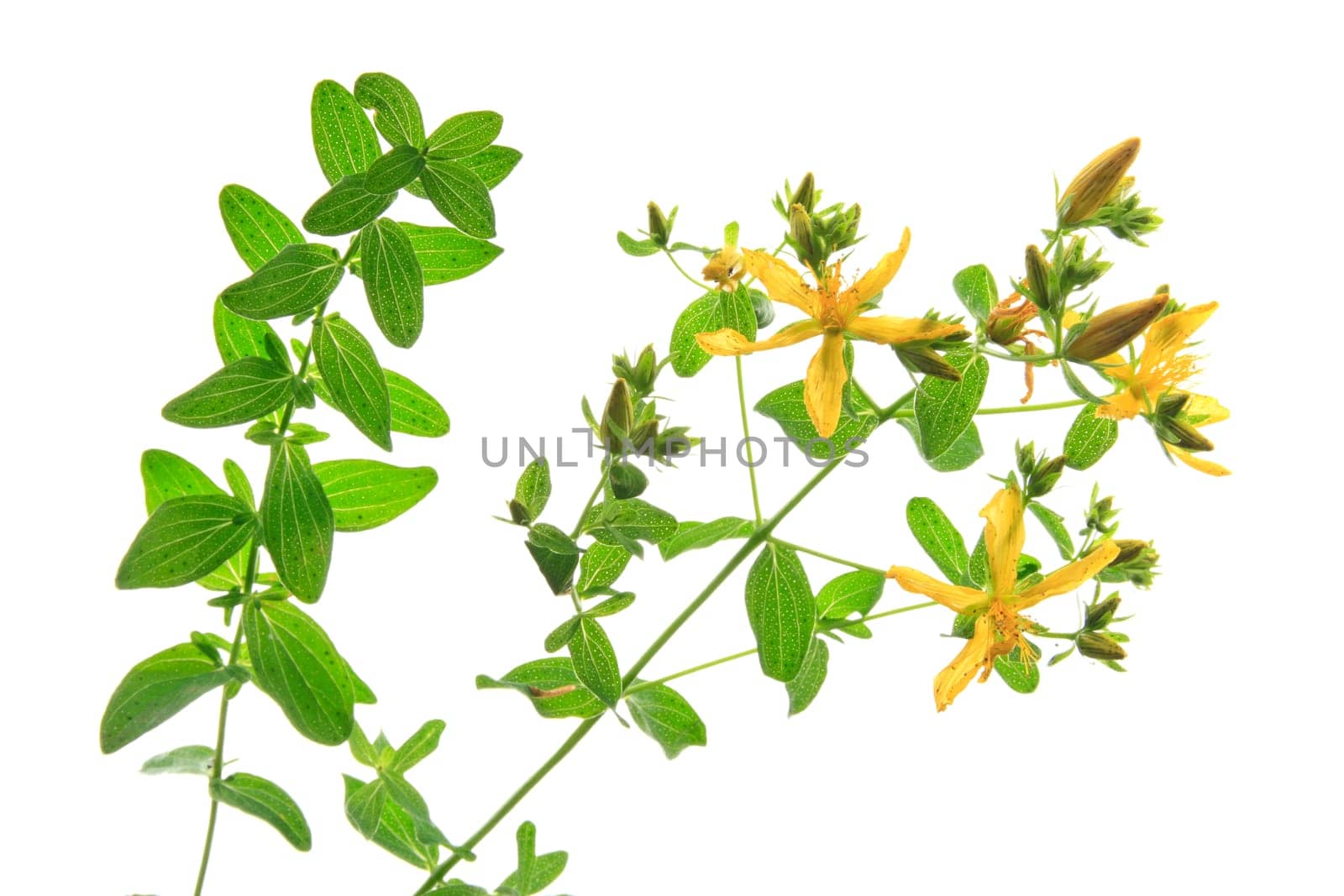 St. John's wort (Hypericum perforatum) isolated against white background