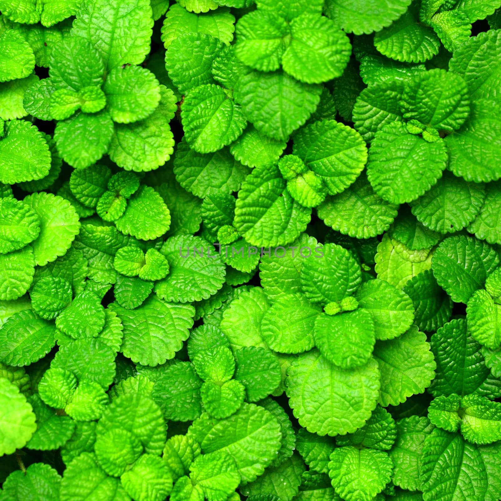 fresh green leaf