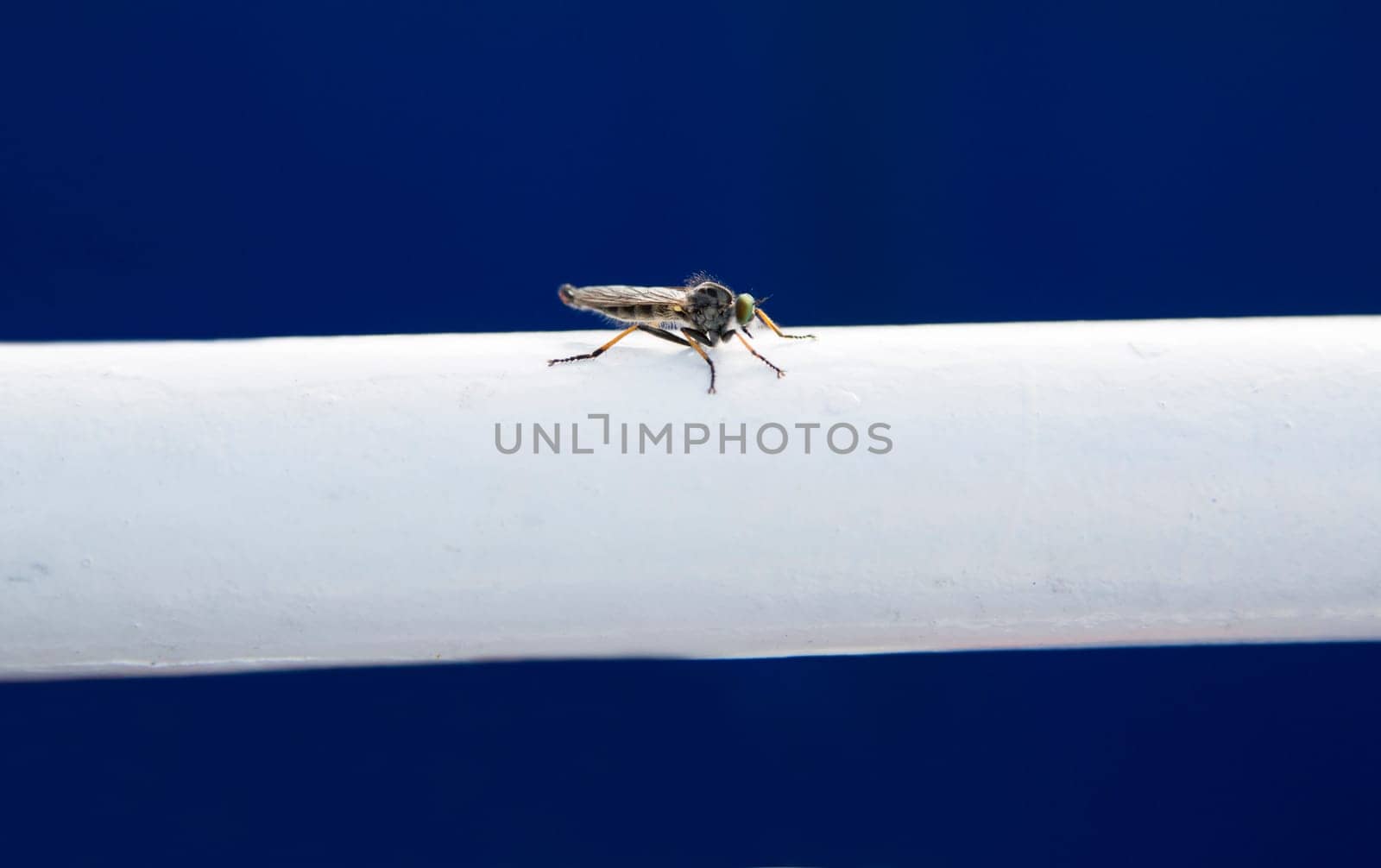 Small fly landed on white metallic ladder support