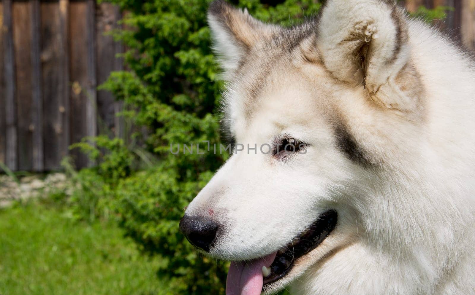 Smart and thoughtful white dog pose on camera