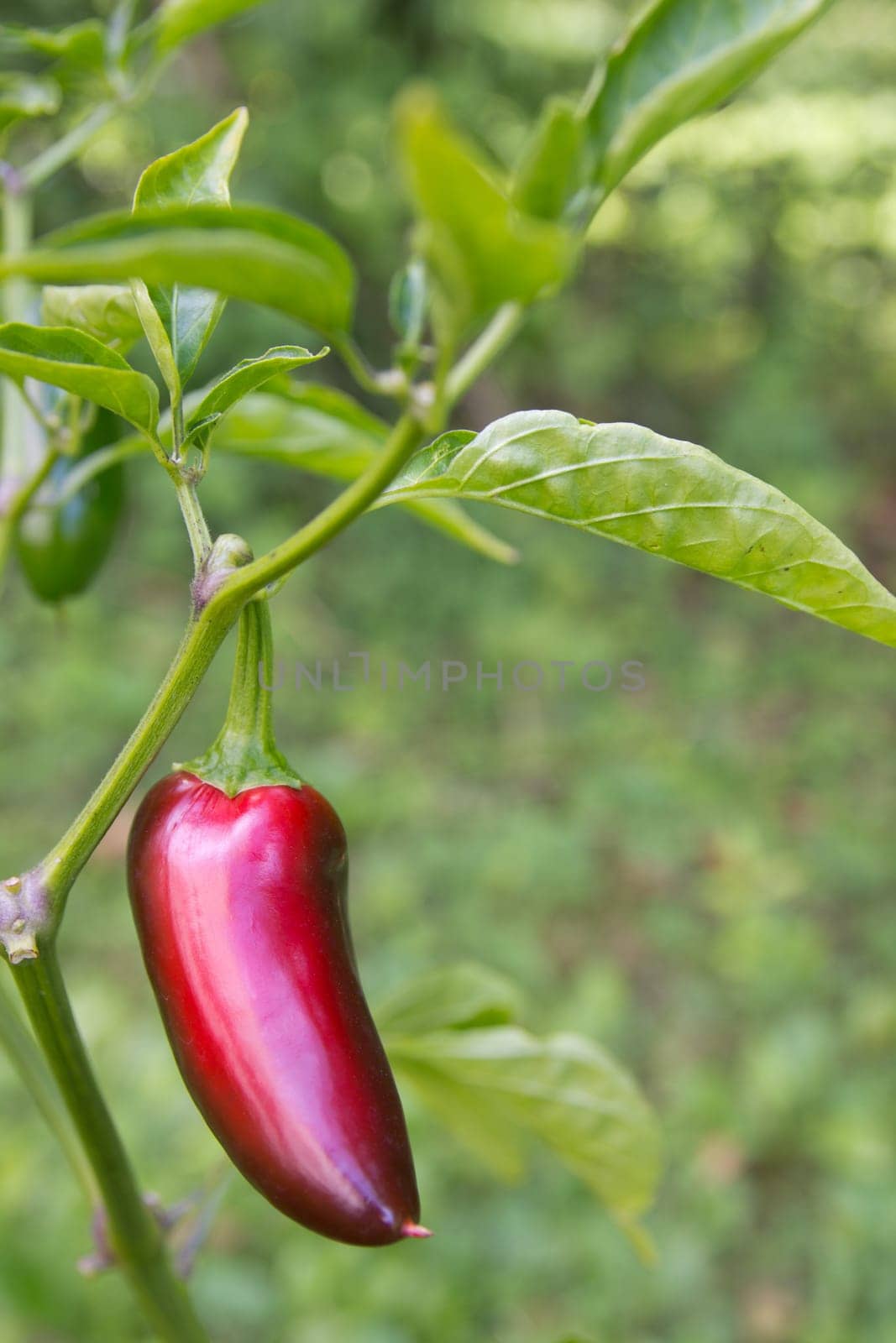 Chili Jalapeno