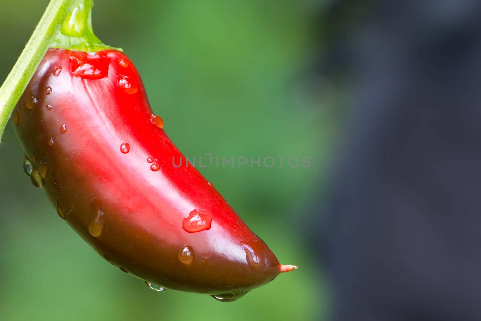 Chili Jalapeno