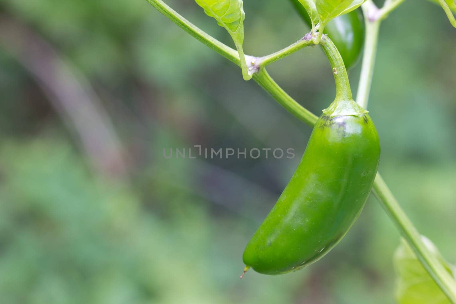 Chili Jalapeno