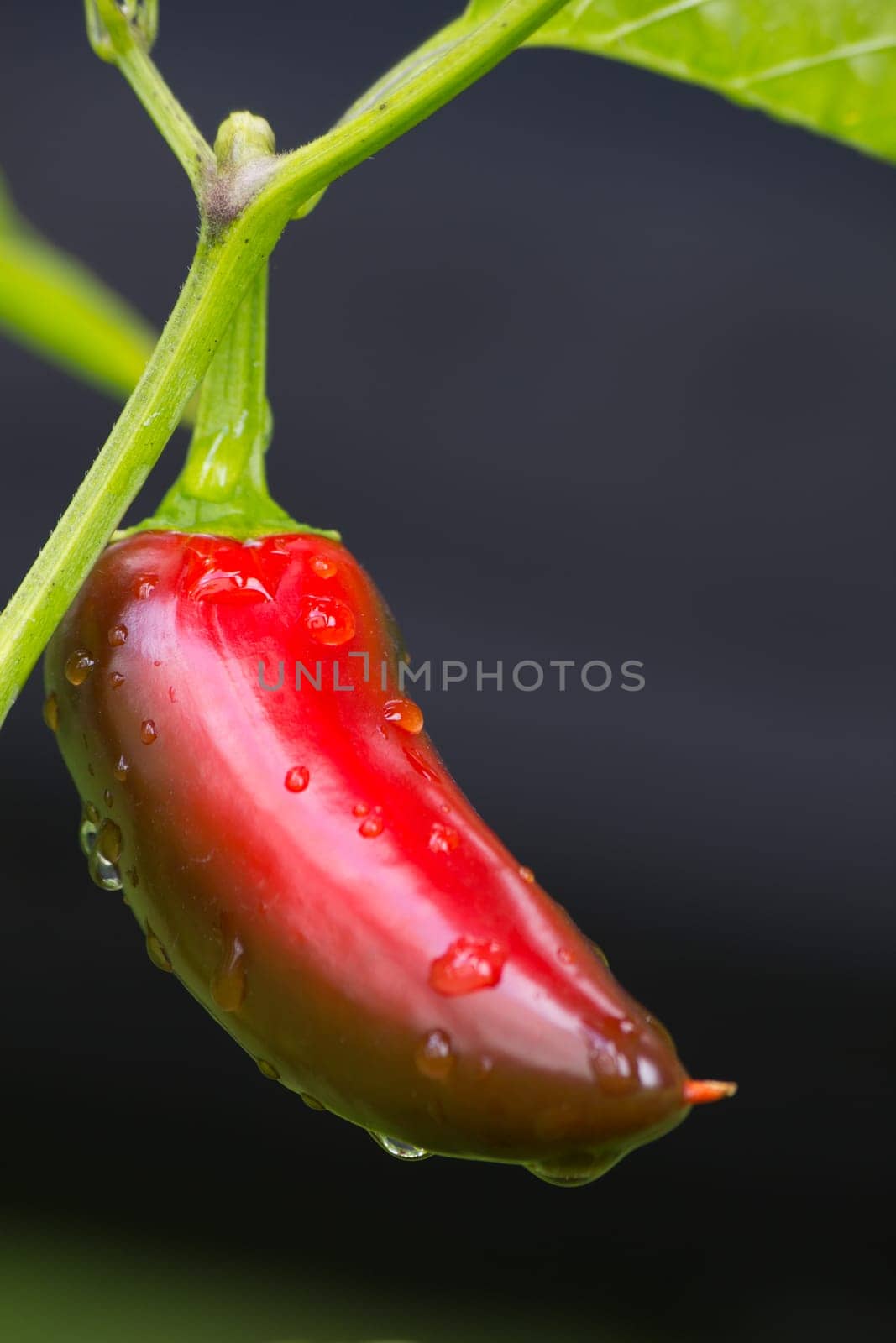 Chili Jalapeno