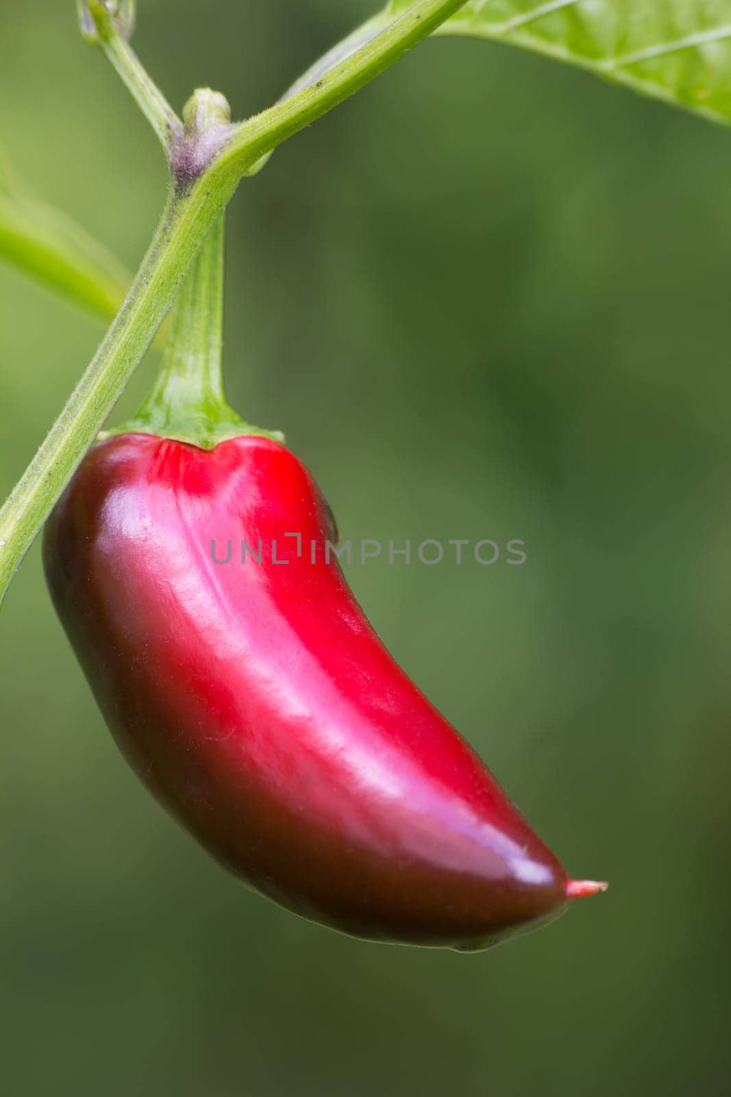 Chili Jalapeno