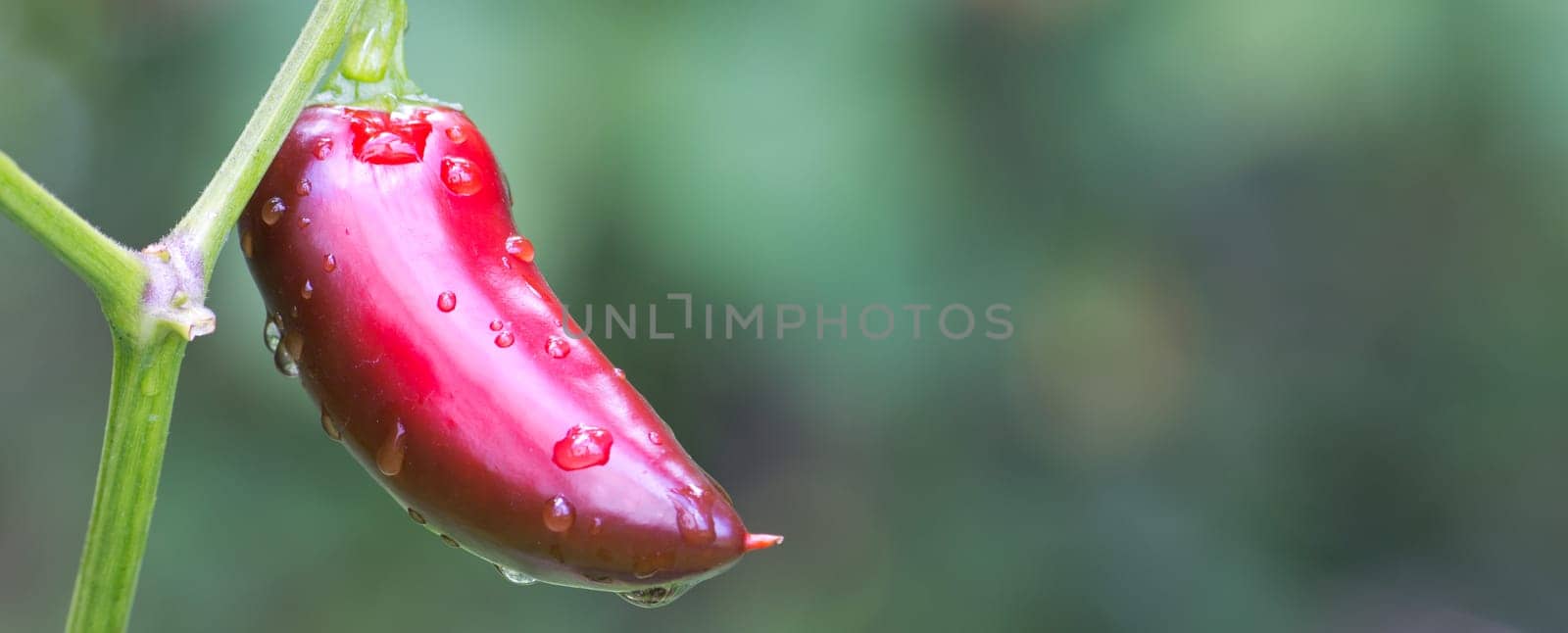 Chili Jalapeno