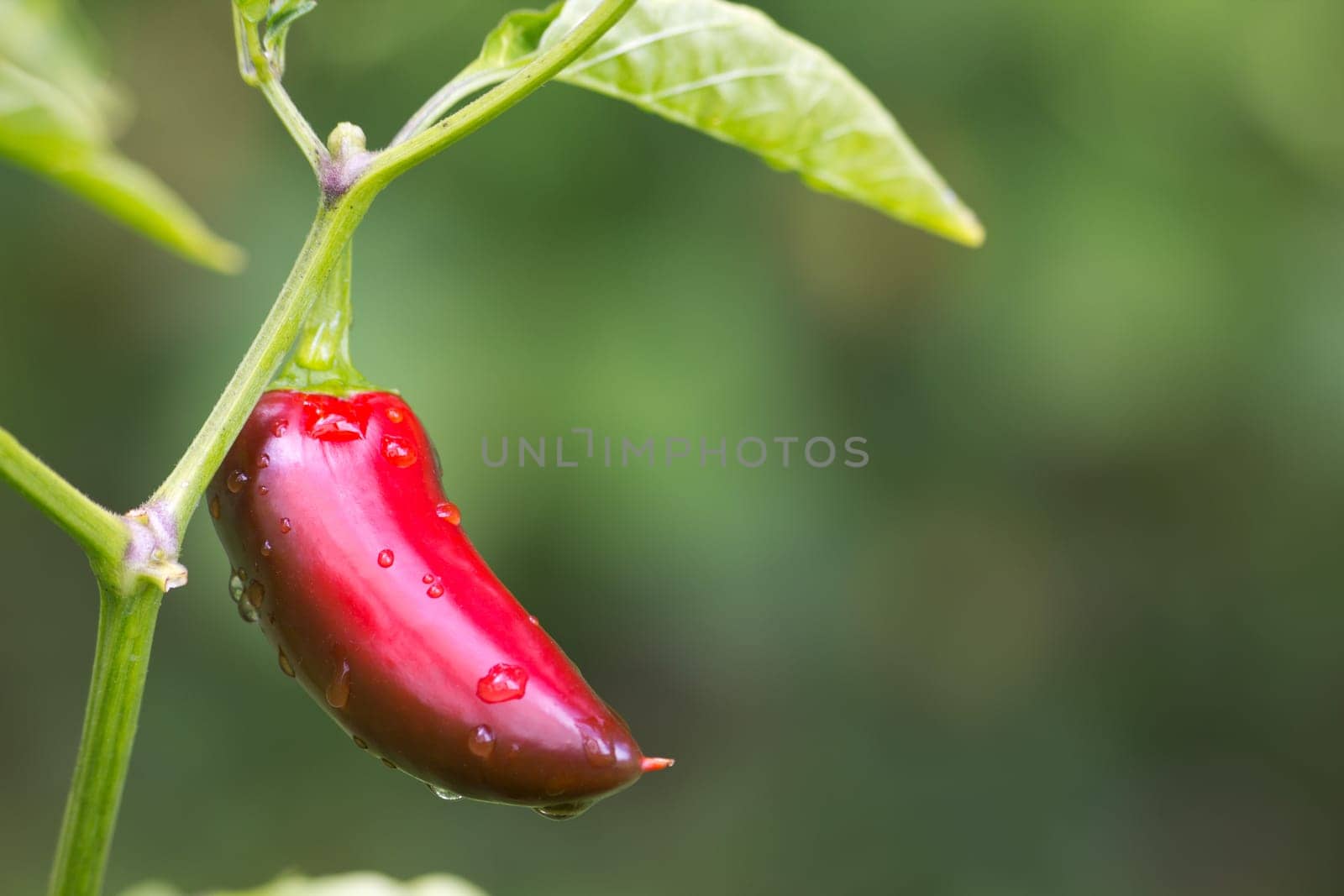 Chili Jalapeno