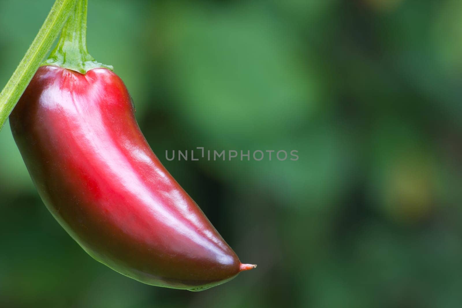 Chili Jalapeno