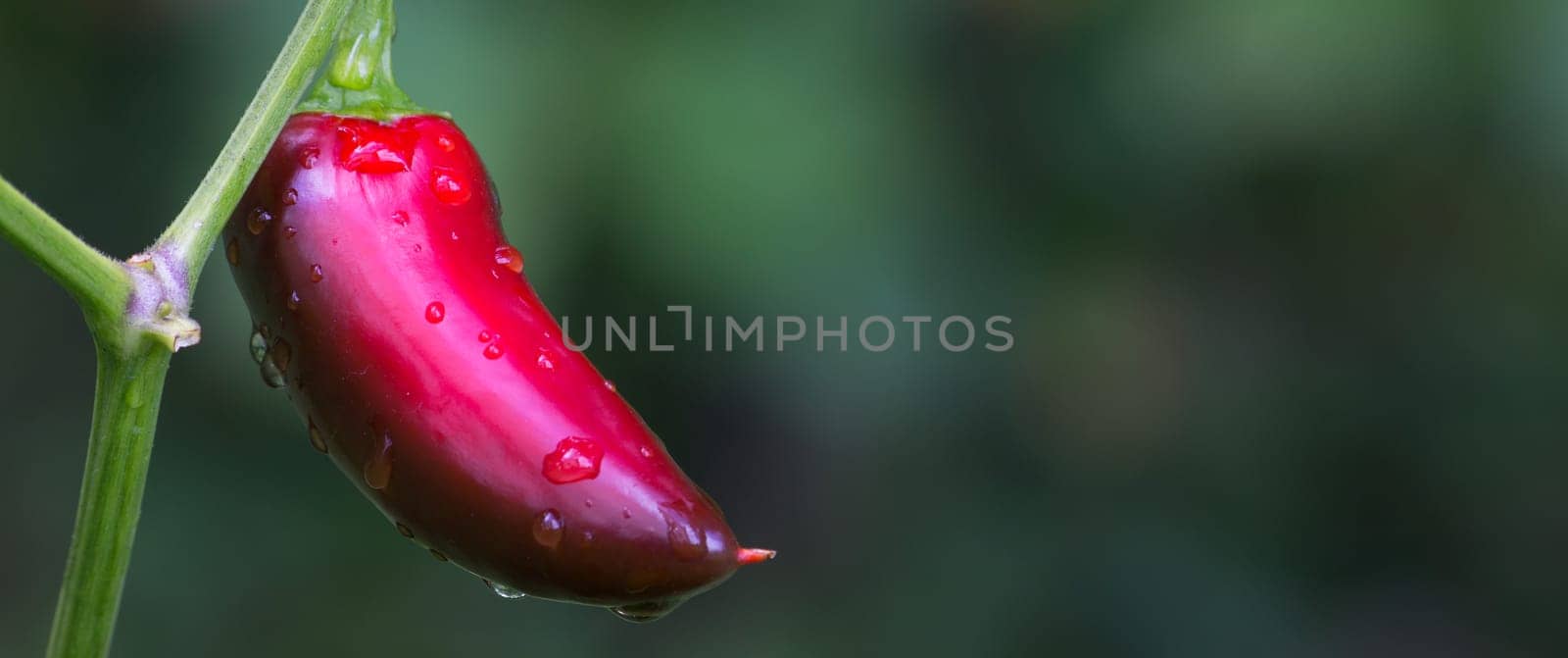 Chili Jalapeno