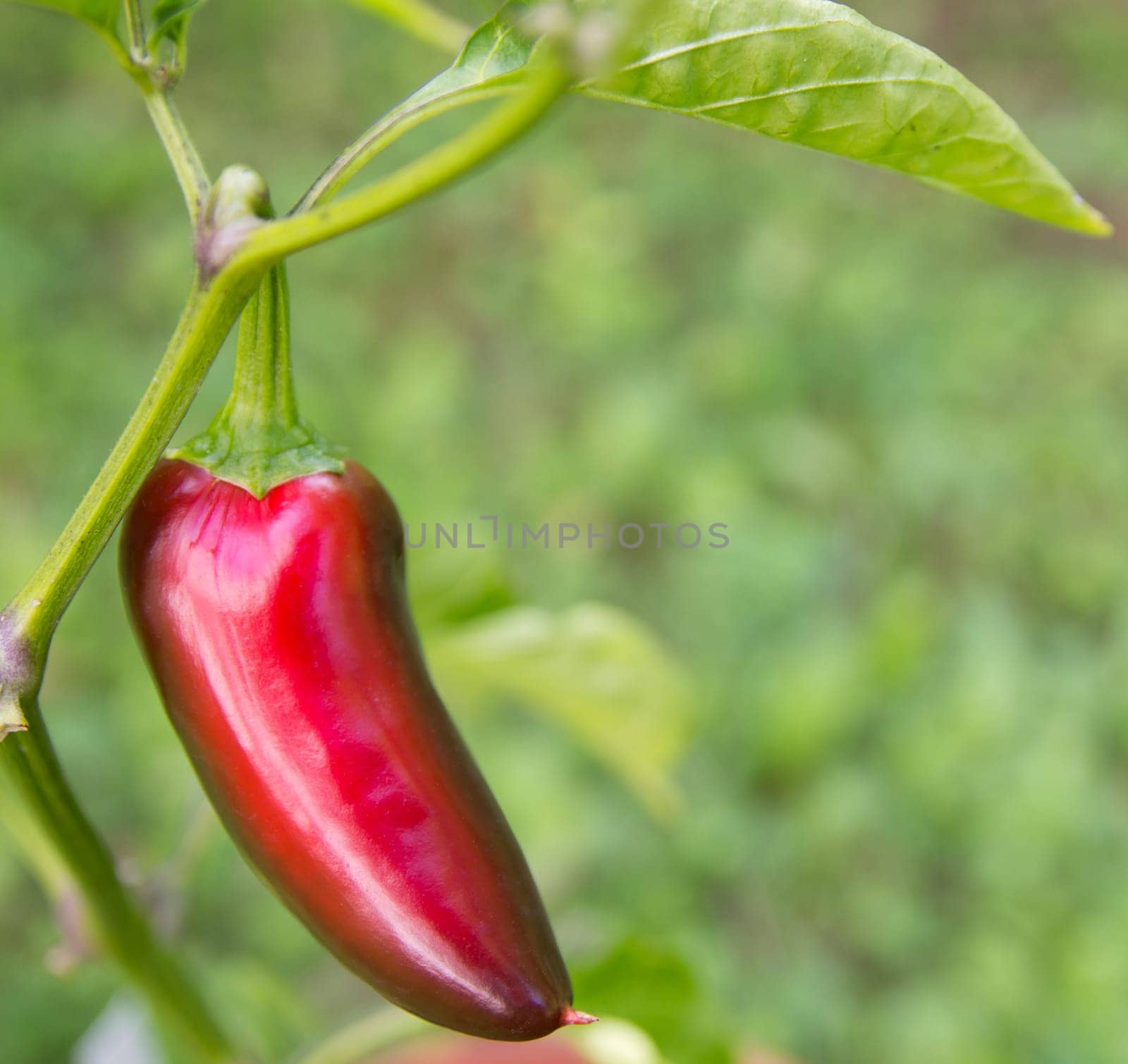Chili Jalapeno