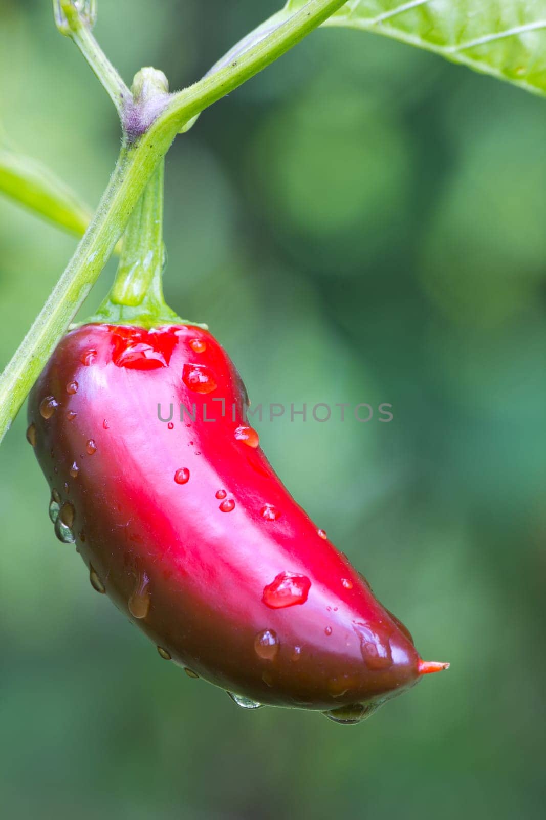 Chili Jalapeno