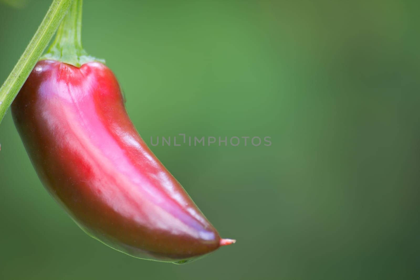 Chili Jalapeno
