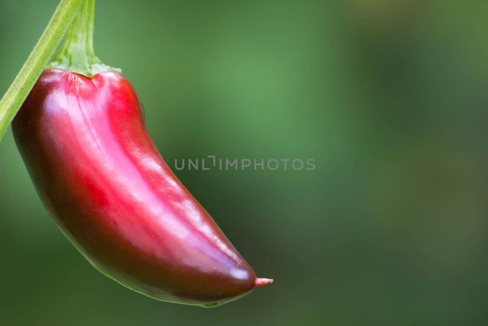 Chili Jalapeno