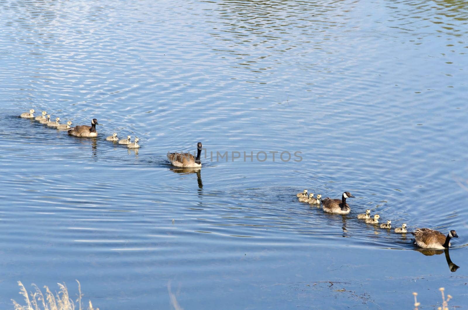 two families of geese with chicks in a row on a lake in Bryce Canyon National Park in America
