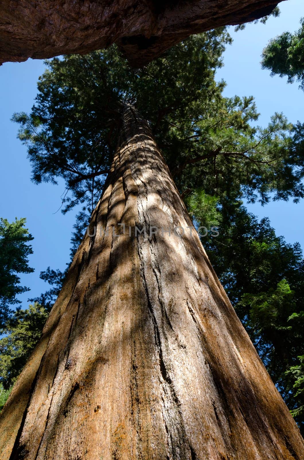 sequoia in Sequoia National Park in California in America