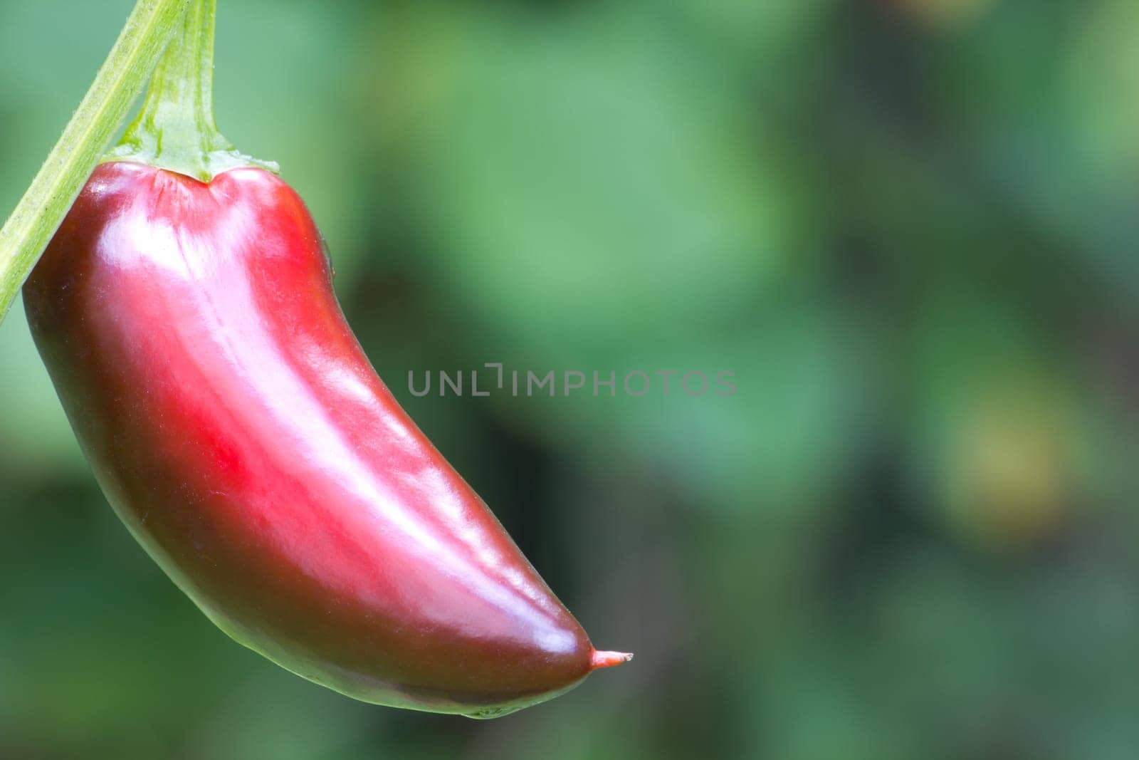 Chili Jalapeno