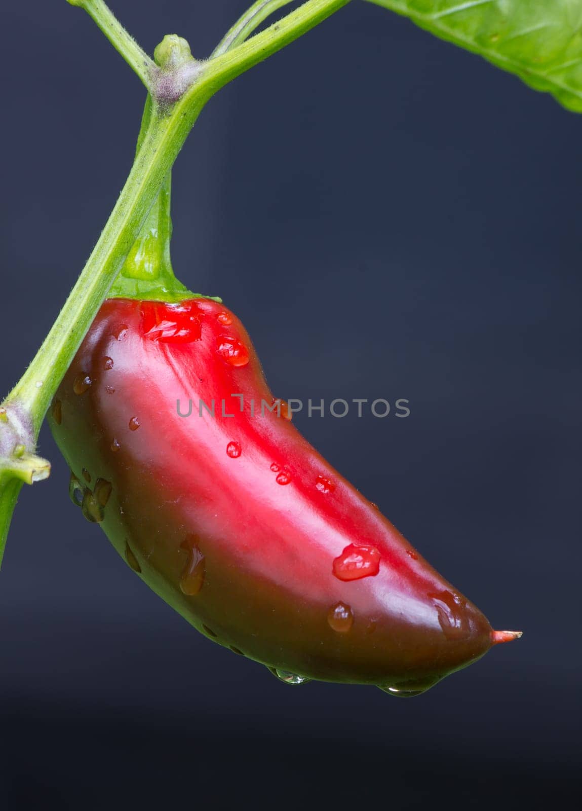 Chili Jalapeno