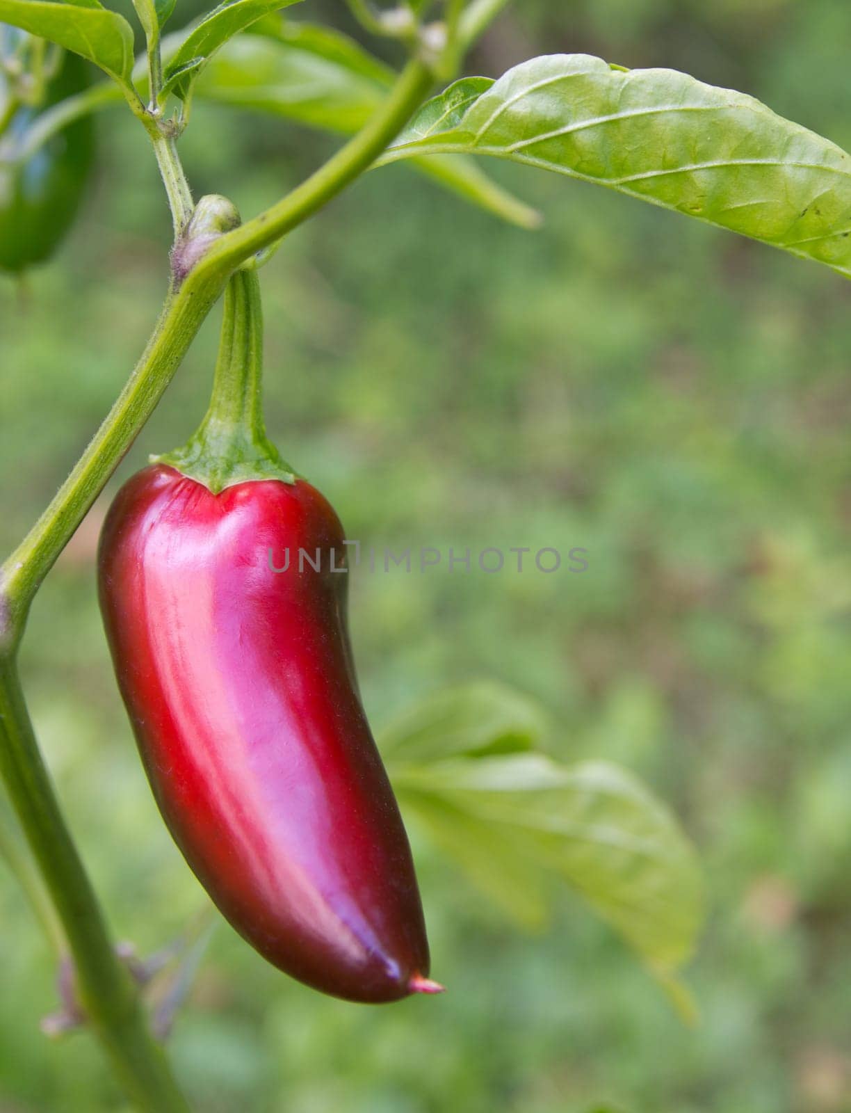 Chili Jalapeno
