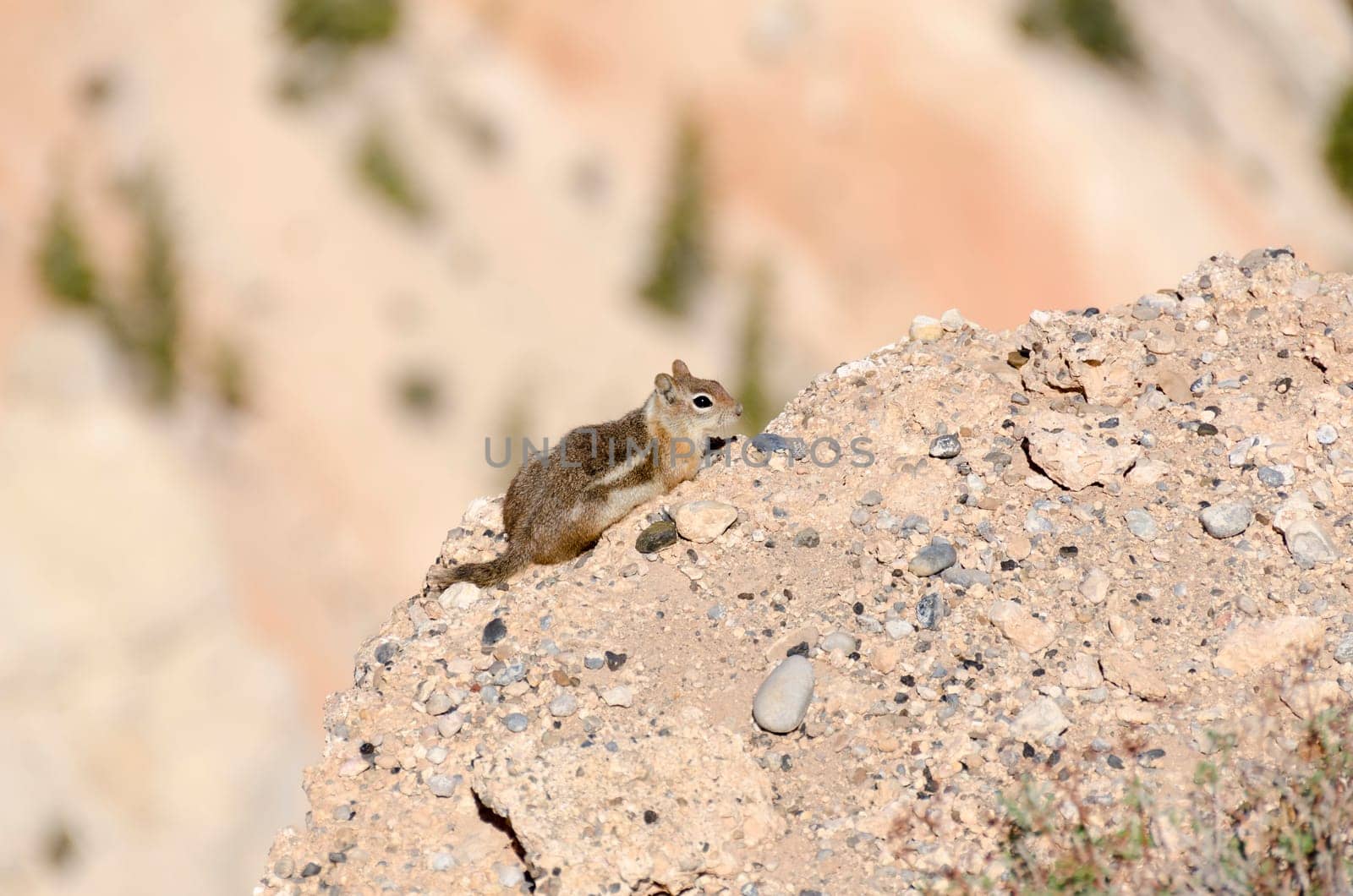 squirrel in Bryce Canyon National Park in Utah in the United States of America