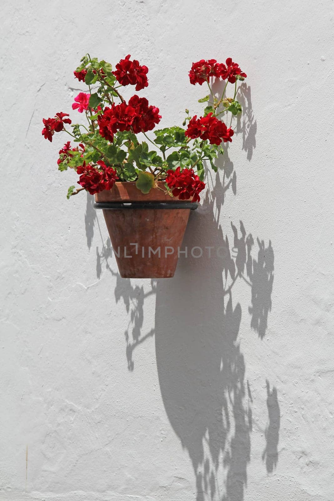 Flower pot on the house wall