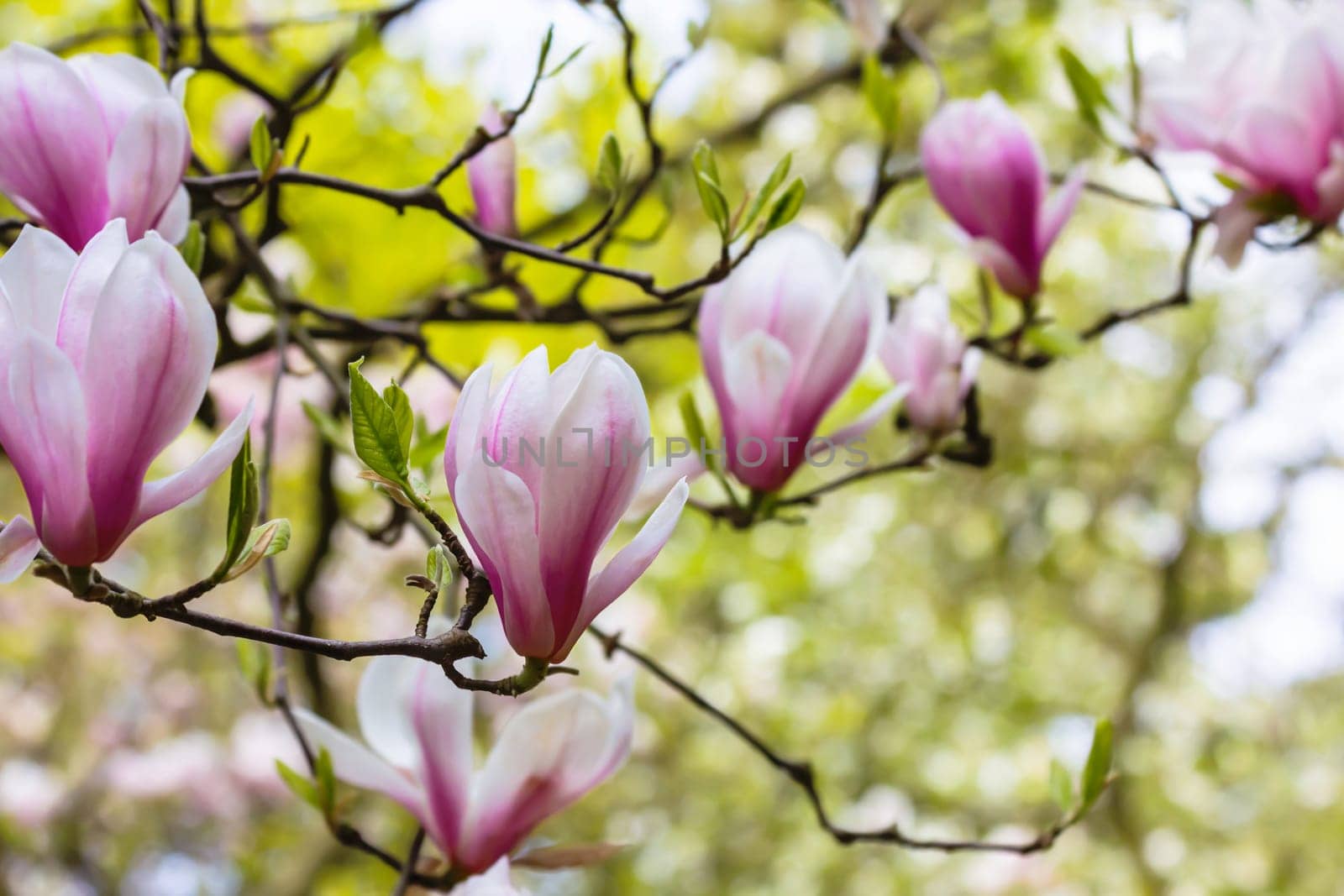 The magnolia is blooming