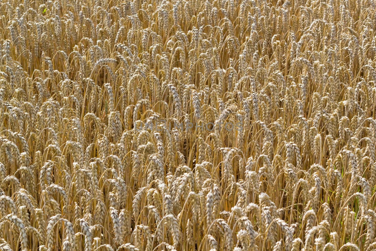 Background - The Golden Cornfield