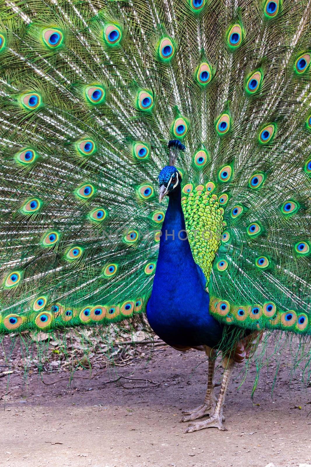 The proud peacock