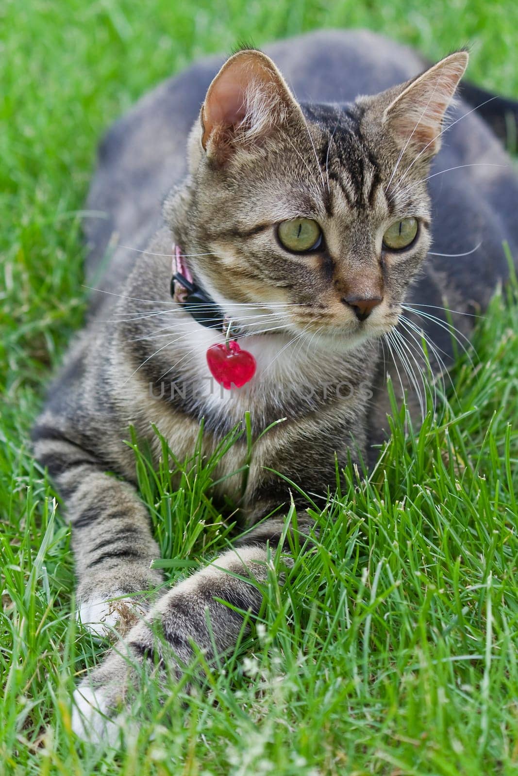 The little tiger in the grass