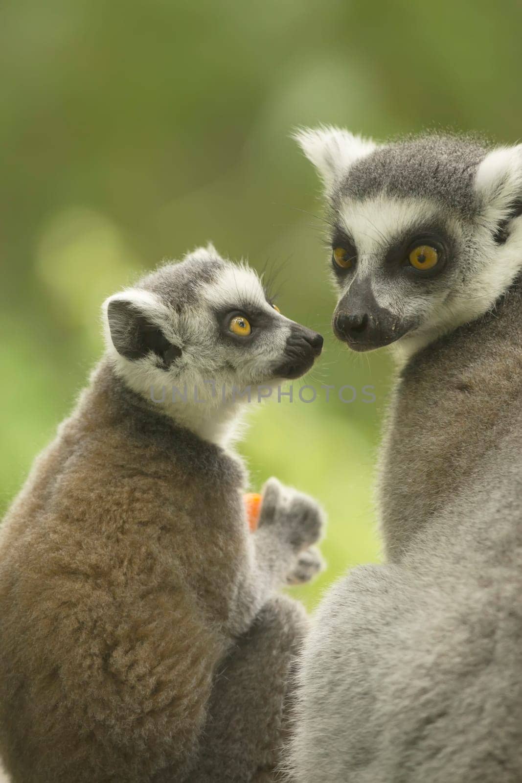 A pair of lemur ( Ring-tailed lemurs ) with food. Vertically.