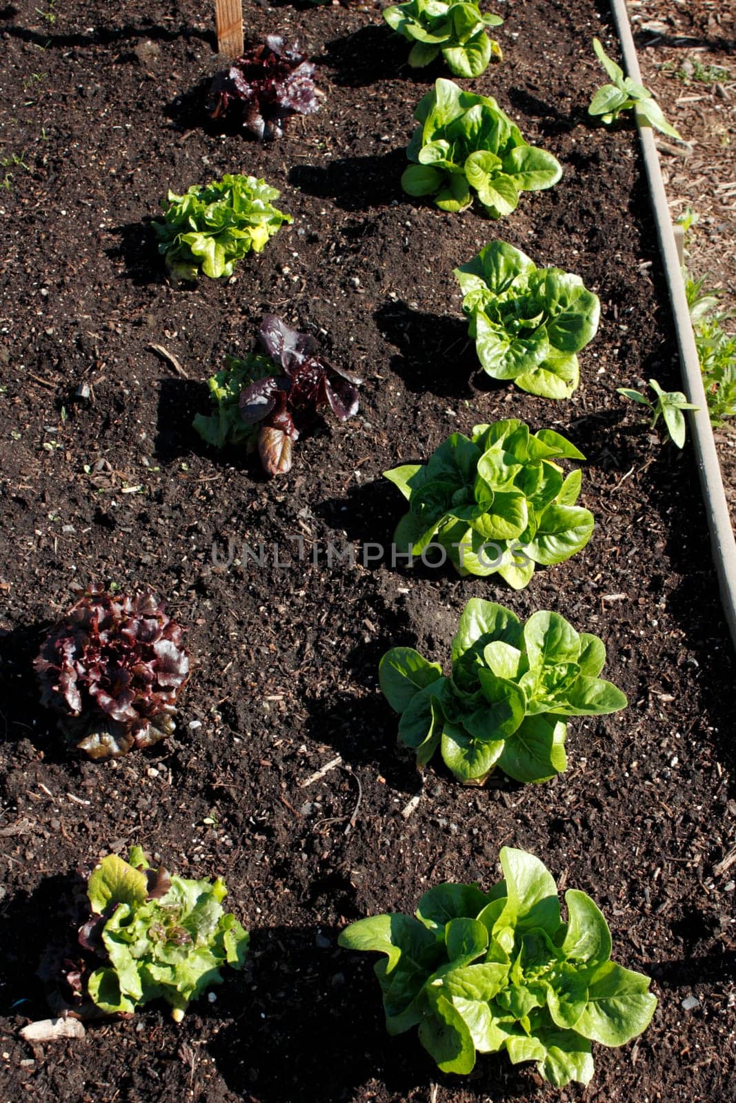 Red and green leaf lettuce plants growing outdoors in a school garden in a raised planting bed on a sunny spring day.