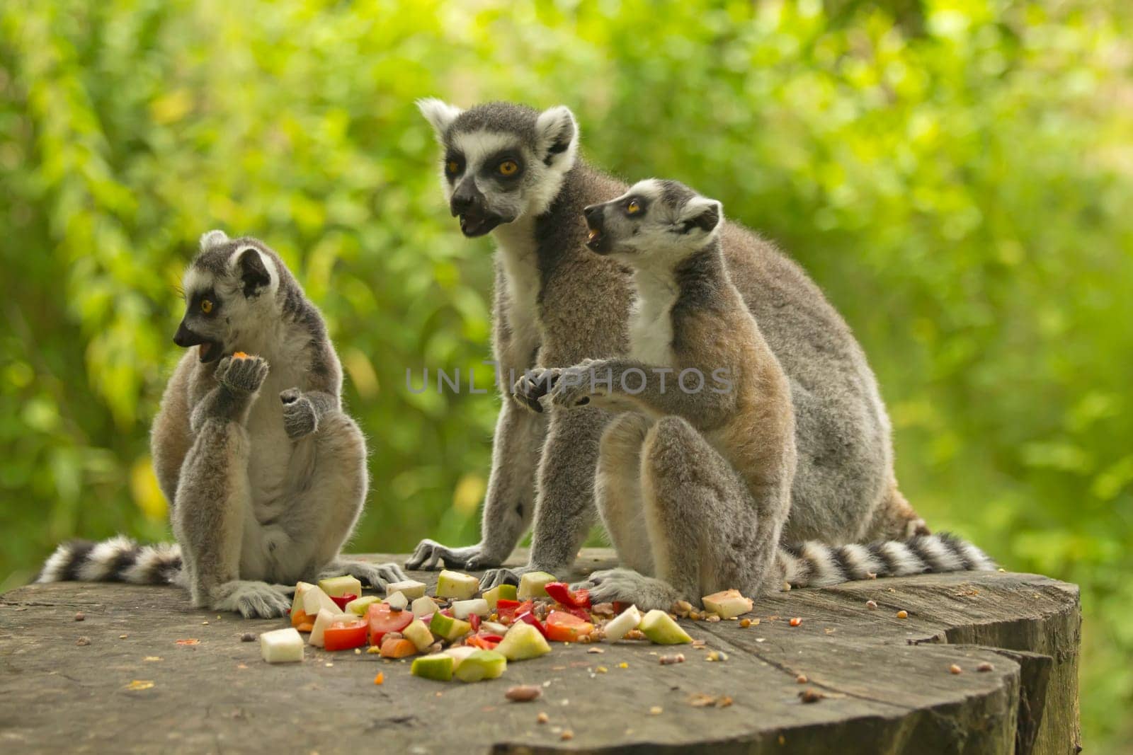 Group tailed lemur (Ring-tailed lemurs ) with food. Horizontally.