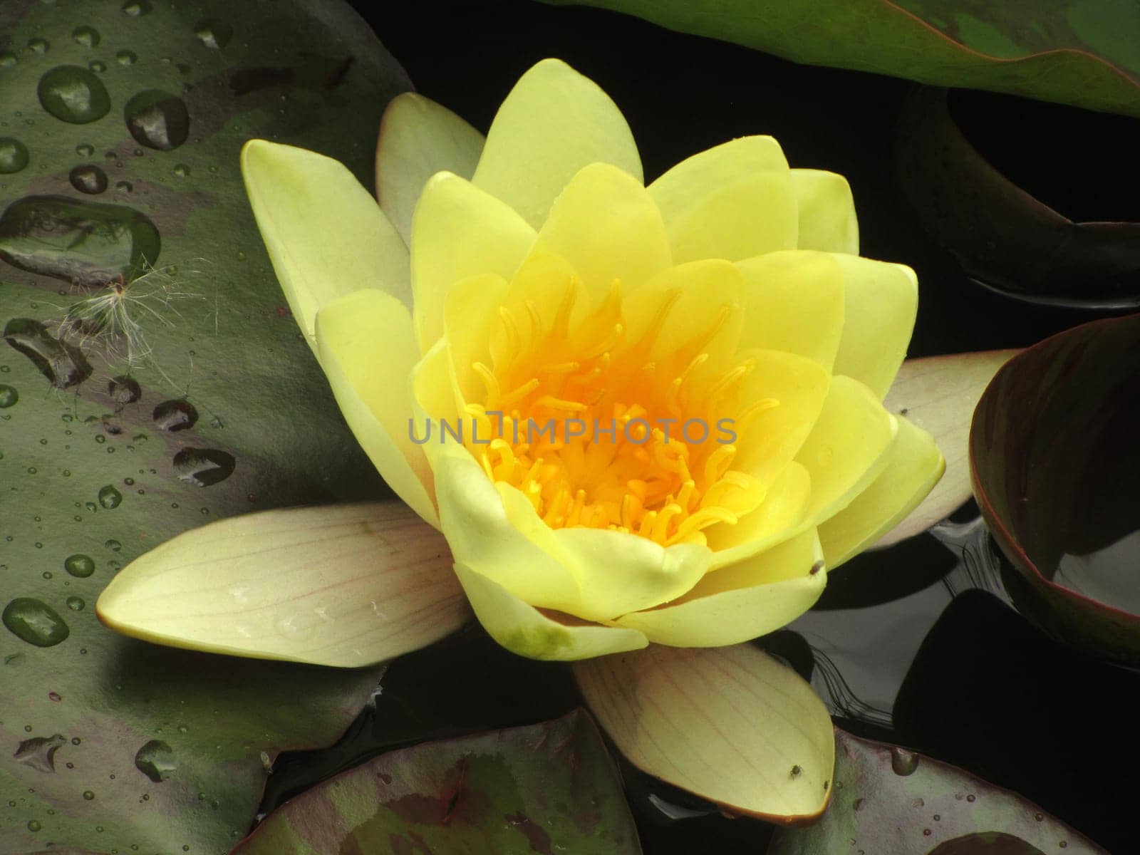 yellow water lily - Nymphaea