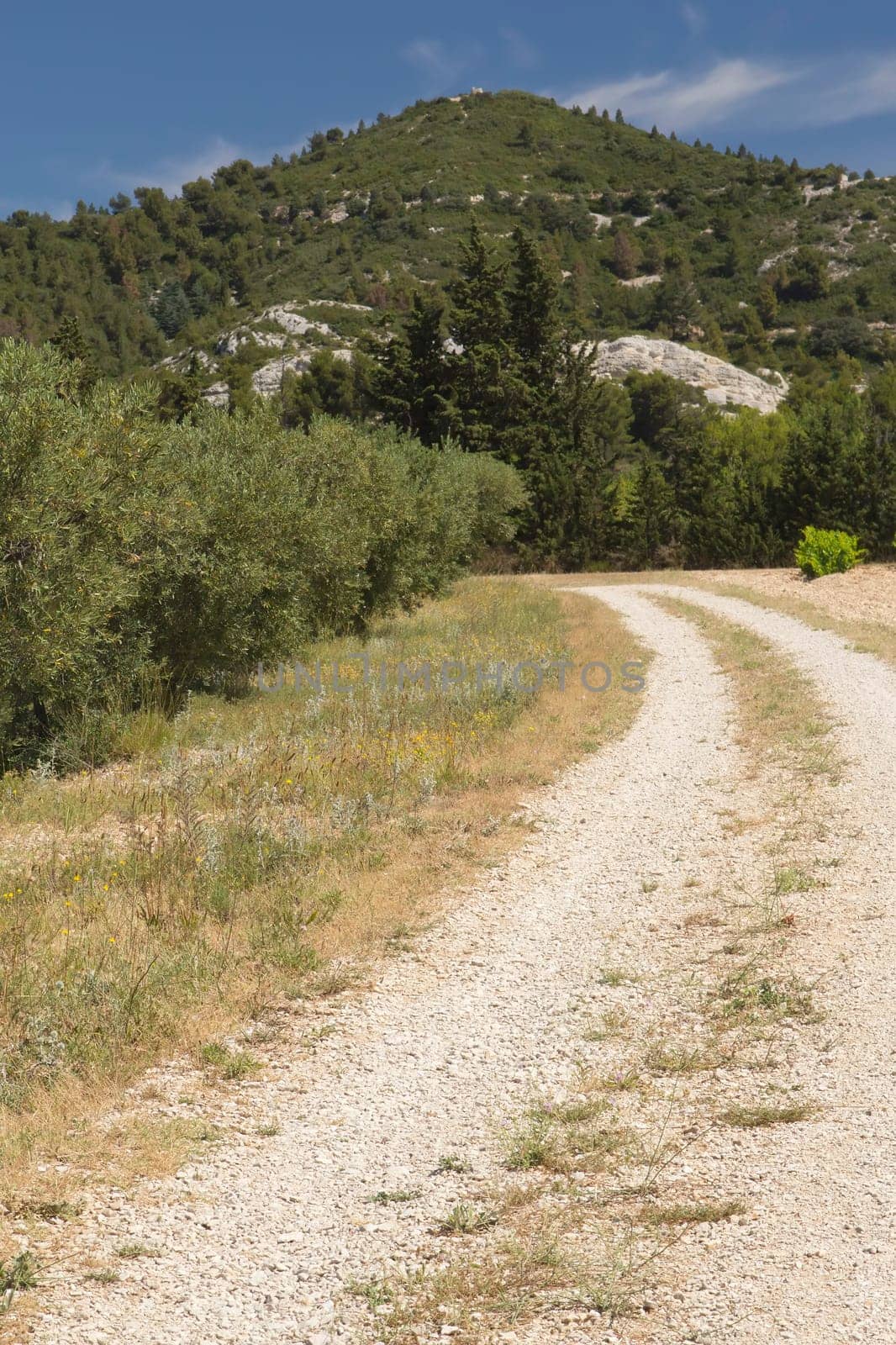 A dirt road lined with vineyards and olive trees. Provence, France. Vertically.