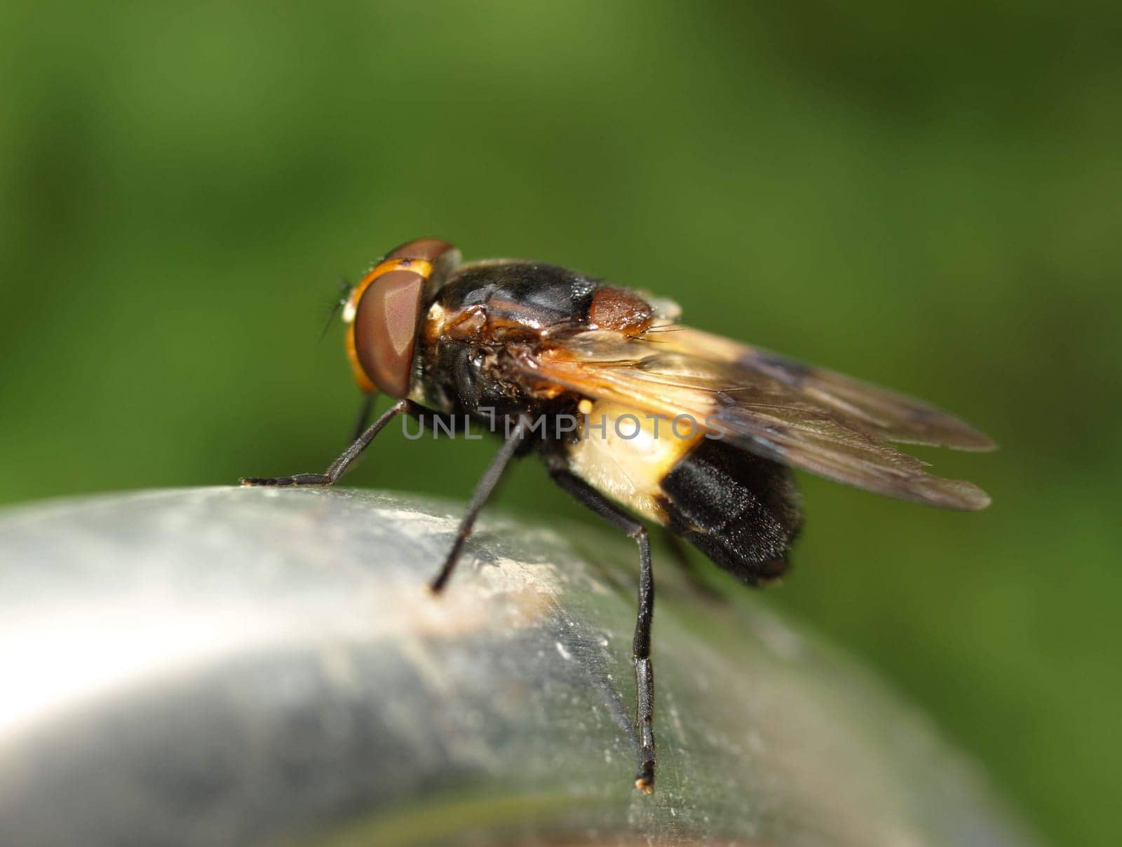 Hoverfly