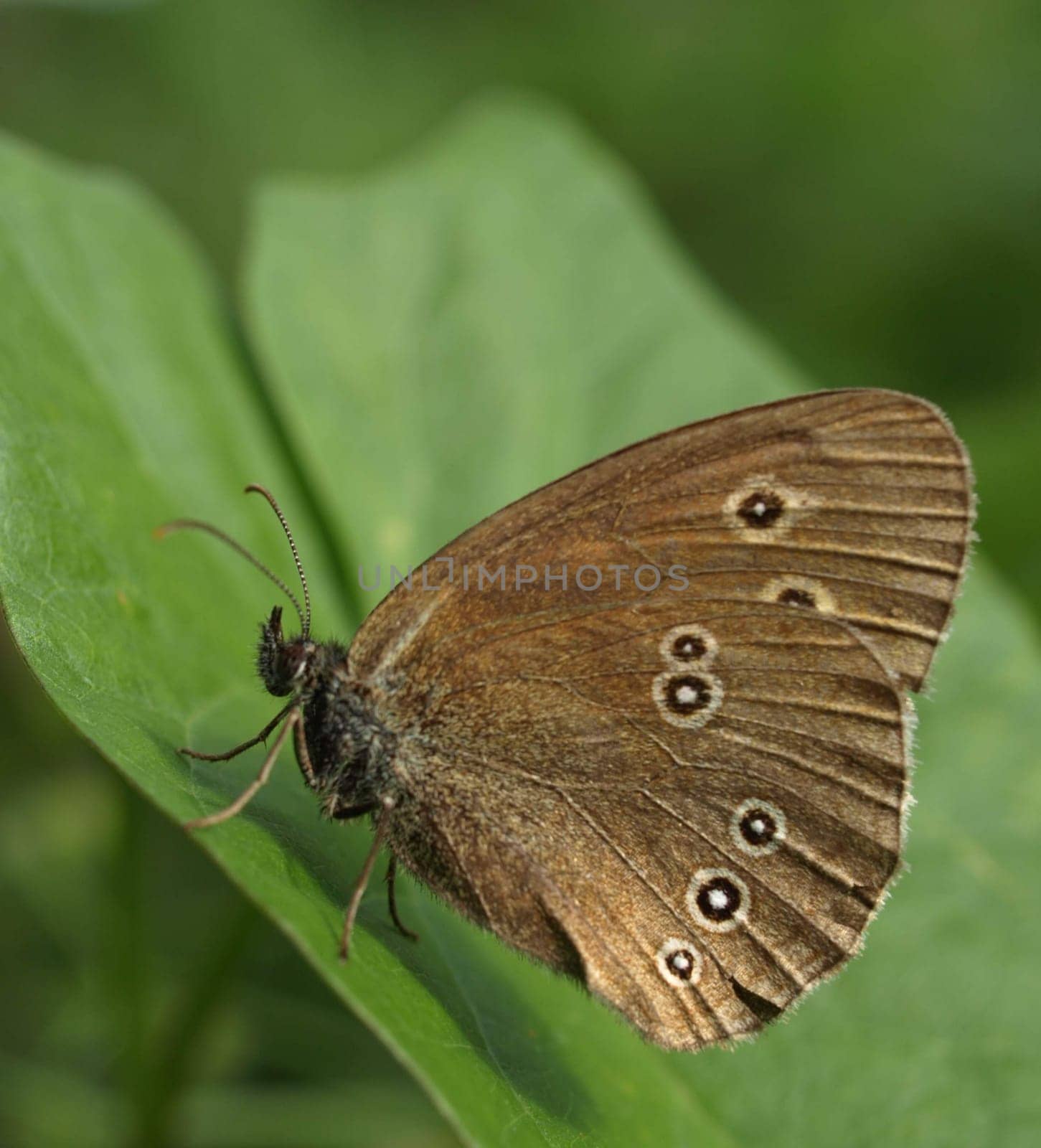 Brown Forest Bird Chimney Sweep